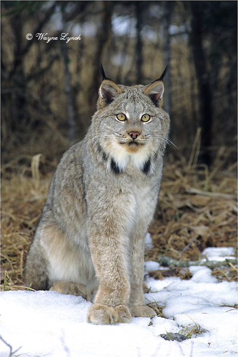 Canada Lynx 103 by Dr. Wayne Lynch &copy;